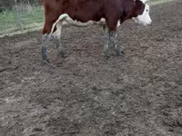 Vacă, Simmental cattle — foto 1