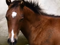 At, Quarter Horse — foto 2