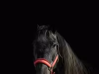 فرس, Trakehner — الصورة 3