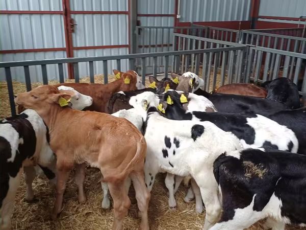 Bou, Bovine