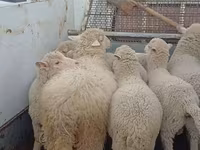Sheep, Merino sheep — photo 5
