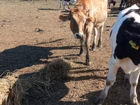 Vacă, Simmental cattle — foto 3