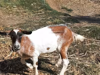 Cabra, Cabras — foto 2