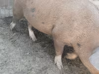 Eber, Schweine — Foto 2