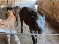Vacă, Belgian Blue — foto 4