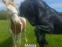 Hengst, Friesian — Foto 1
