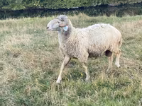 Qoç, Karakul sheep — foto 5