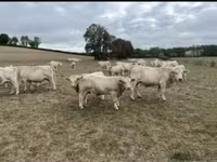 Taureau, Charolais cattle — photo 3