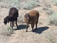 Berbec, Edilbay sheep — foto 1