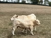Taureau, Charolais cattle — photo 1
