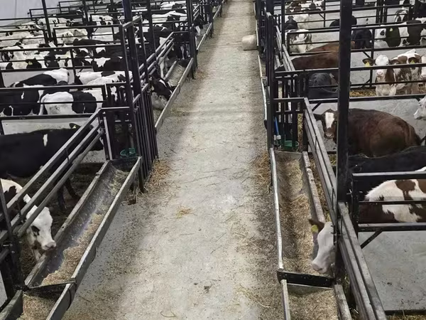Bou, Rasa Holstein