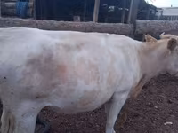 母牛, Swiss cattle — 照片 8