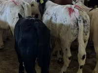 Bou, Bovine — foto 1