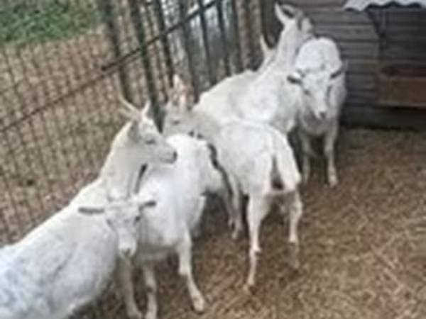 बकरी, Saanen goat