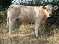 Buğa, Kasta inəyi — foto 4
