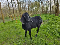 बकरा, Nubian Goat — फ़ोटो 4
