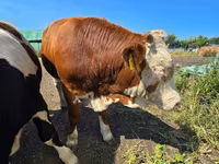 Bull, Swiss cattle — photo 5