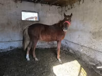 Hengst, Thoroughbred horse — Foto 2