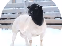 كبش, Dorper sheep — الصورة 1
