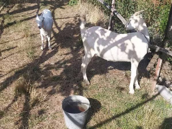 Dişi keçi, LaMancha goats