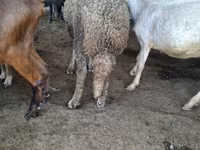 Berbec, Baerchuke sheep — foto 3