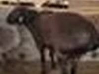 Bélier, Moutons — photo 8