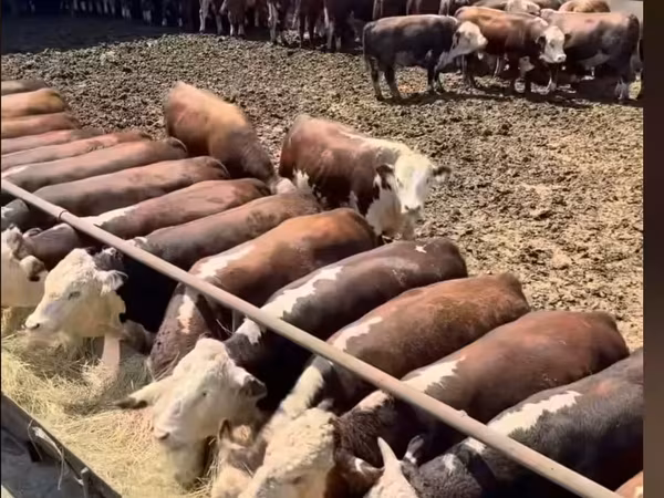 Bou, Bovine