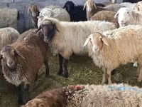 Brebis, Tian-Shan semifinewool sheep — photo 1