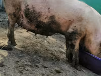 Säue, Schweine — Foto 2