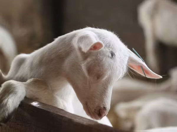 Cabra, Saanen goat