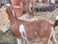 عنزة, LaMancha goats — الصورة 3