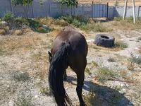 Mare, Skyros Pony — photo 4