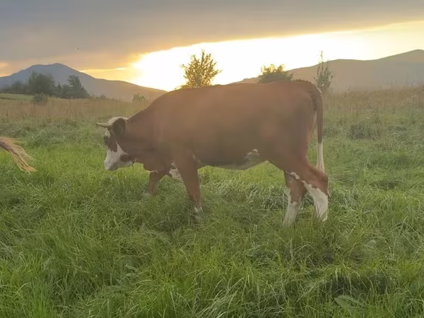 Cow, Cattle