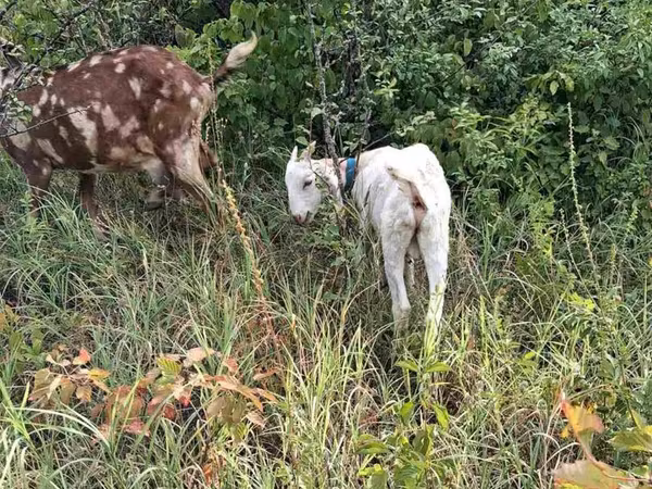 Țap, Nubian Goat — Republica Moldova