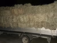 Сено в тюках 3 укос клевер и разнотравье - Прессованные тюки — 照片 2