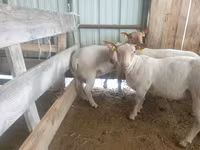 Oaie, Baerchuke sheep — foto 2