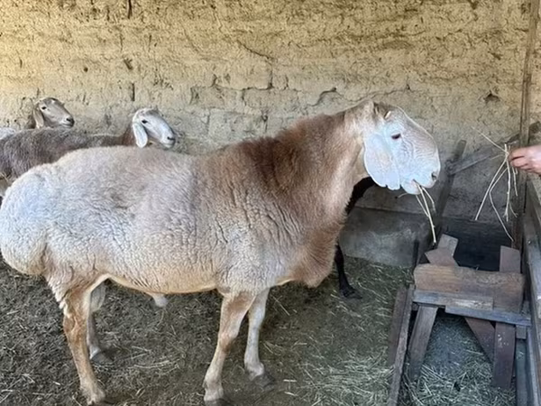 Berbec, Hissar sheep