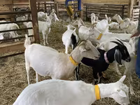 Cabra, Nubian Goat — foto 2