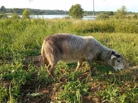 Capră, Kejobong goat — foto 4
