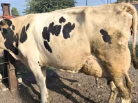 Kuh, Swiss cattle — Foto 3