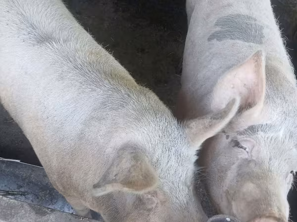 Truie, Porcs — Moldavie
