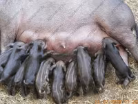 Eber, Schweine — Foto 4