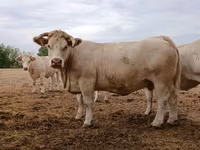 Vacă, Charolais cattle — foto 3