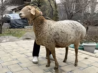 Schaf, Arashan sheep — Foto 1