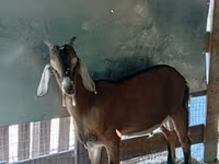 बकरा, बकरियाँ — फ़ोटो 4