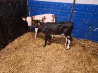 母牛, Cattle — 照片 1