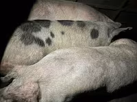 Boar, Pigs — photo 1