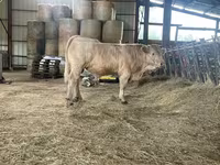 Bou, Charolais cattle — foto 4