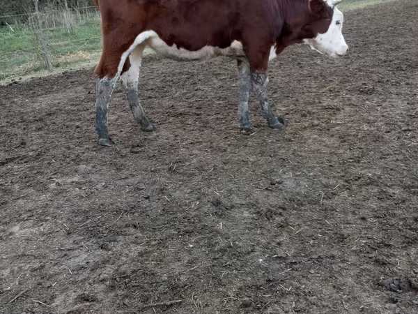 Vacă, Simmental cattle