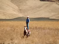 घोड़ा, National Show Horse — फ़ोटो 2